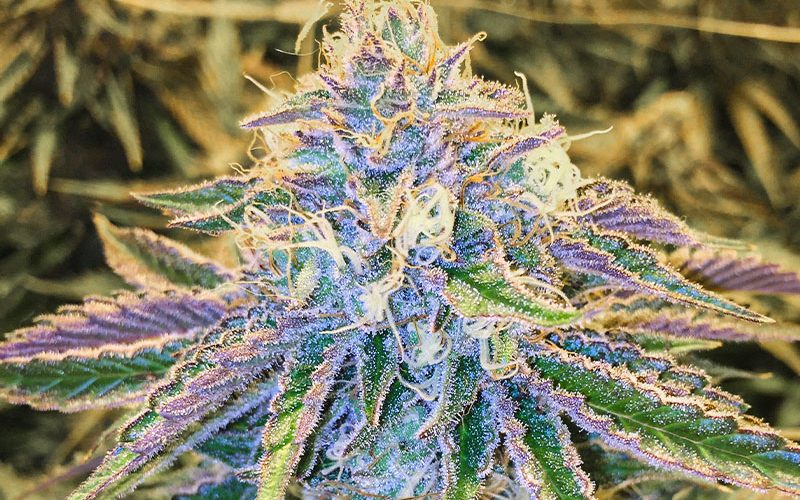 best-terp-tested-cannabish